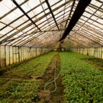 Photo Plantys Salvage: Greenhouse