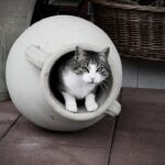 Photo Toilet bowl