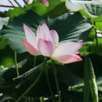 Is Lotus Stem the Most Underrated Superfood? Find Out Here!