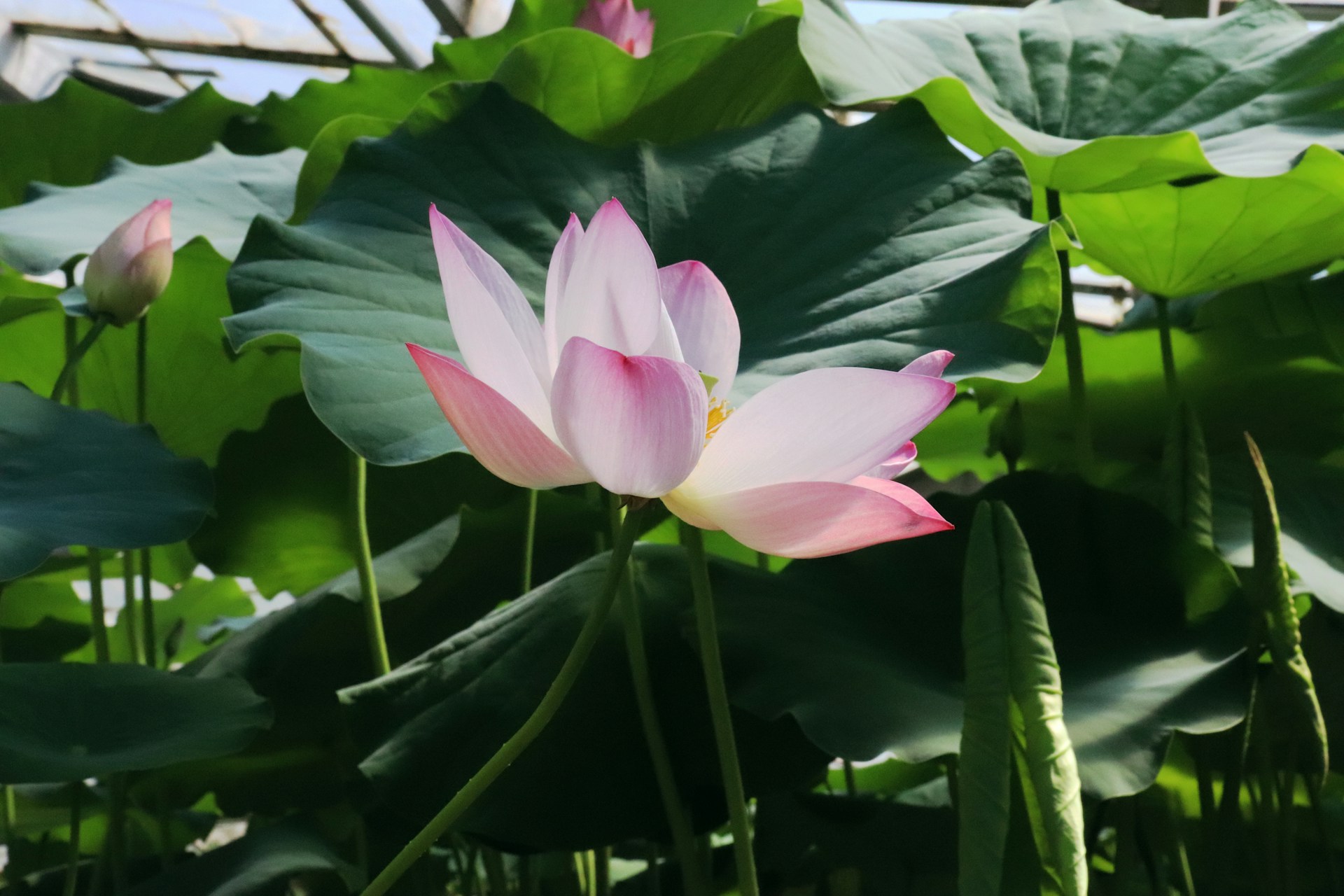 Is Lotus Stem the Most Underrated Superfood? Find Out Here!